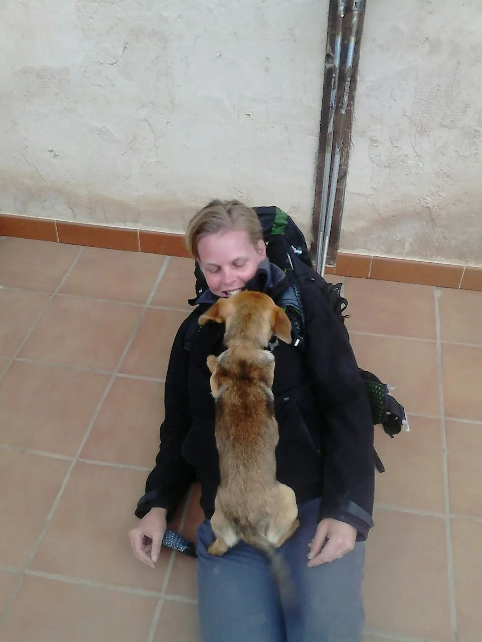 Schattige hondjes