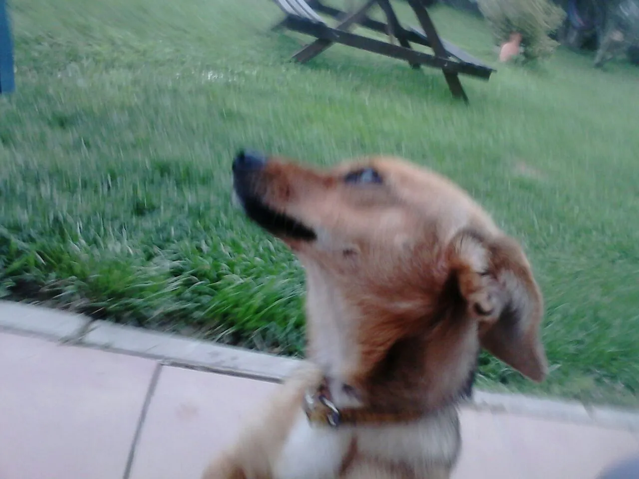 Schattige hondjes