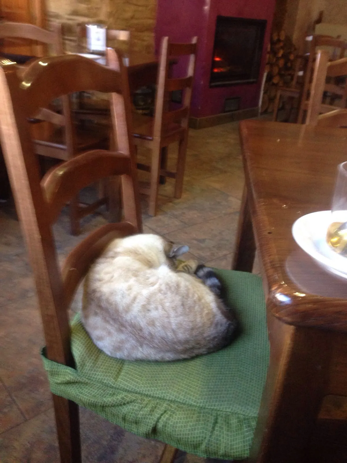 Cafekat ergens onderweg